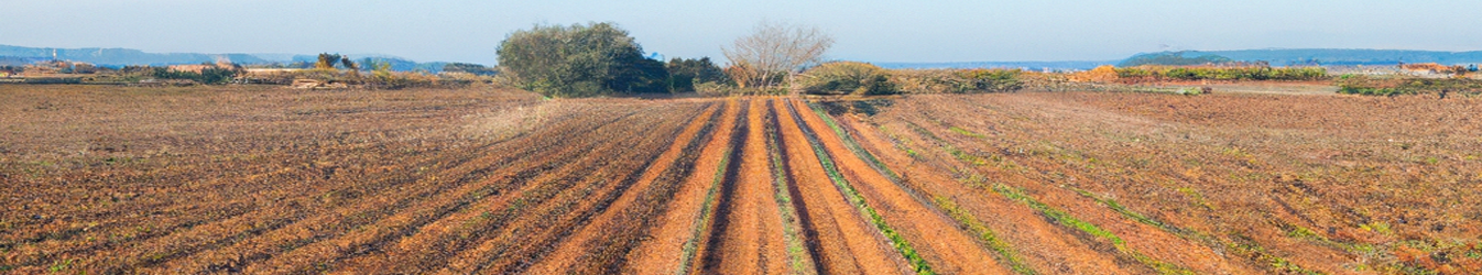 Penedes