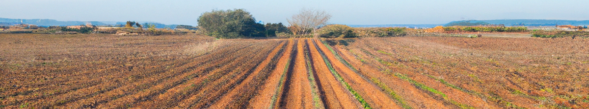 Penedes