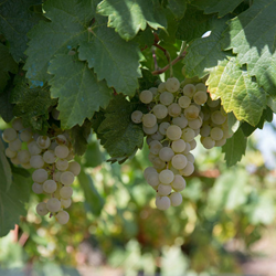 Godello
